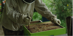 Apiculture